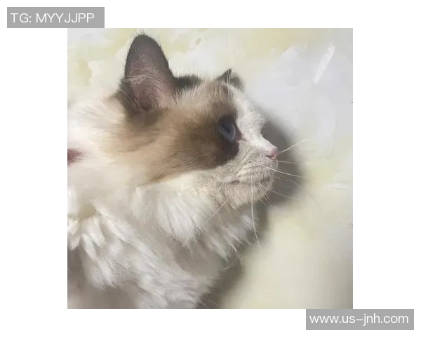 足球布偶猫品种的魅力与特点解析让你爱上这只可爱的猫咪